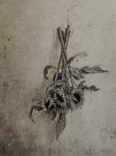 Zonnebloemen Zonnebloemen